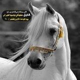 "خيول.. الاصايل🐎
