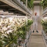 CannerGrow Team Lion