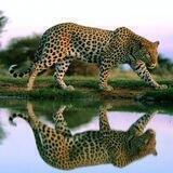 🪷🦅🐯آهنگ مازنی🐯🦅🪷