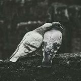 هَمَـسَاتُ ‏قَلـ♡ـــبْ