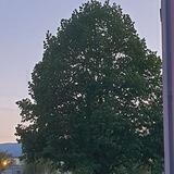 LEBENSBAUM - Gruppe für spirituell Aufgewachte 🌿🌳