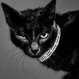 The Cat Guides
