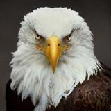 Life Liberty Happiness🇺🇸🇺🇸