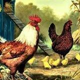 Chickens - Portal