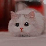 آیـــمـــووی👀🤎