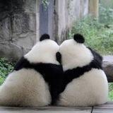PARTNER SDUDA