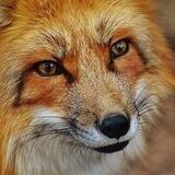 Tribe of the Fox, Northwest-European paganism