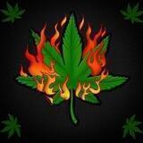 Black_Grower 24/7