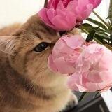 عبارات مزلزله
