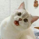 Carraca
