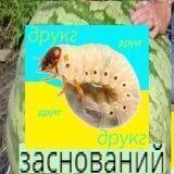 Лярва [УкрТґ]