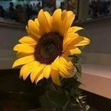 وردة 💜🌻