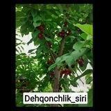 💎DEHQONCHILIK SIRLARI💎 | Rasmiy kanali