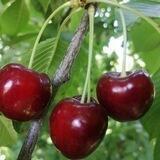 سیب ومیوه فروشان شنو(اشنویه)