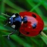 𝓛𝓪𝓭𝔂𝓫𝓾𝓰🐞