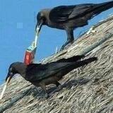 Crowposting