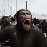 ape's lounge