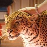 𝐿𝐼𝑂𝑁𝐸𝑆𝑆 🐆🔥