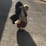 ﮼سِيم،وُرفلِي .
