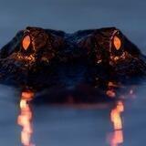 Swampkiller