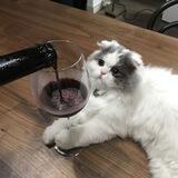 ᥫᩣ𝙏𝙖𝙡𝙠˖࣪ᝰ ָ࣪🍷