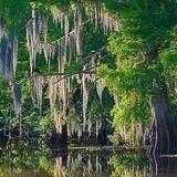 Louisiana-DRAIN THE SWAMP Chat