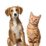 🐕🐈🦜🐠 Животные КП