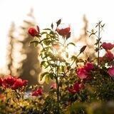 صباحيات