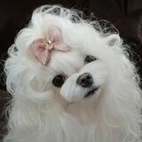 Olesya_topgroomer