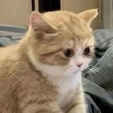 cih