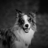 Coro's Gassi Gedanken 🐺