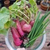 Gardening Chat