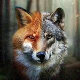 WOLF&FOX BETS