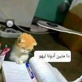 زوولُِ مجٍنوون 🙍‍♂🏼‍🦰🧡؛