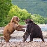Медвежьи новости