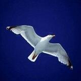Ricerca della Verità 🕊