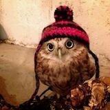 Booma🦉❤