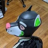 Pup Oreo Playtime