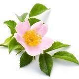 FLORES DE BACH · HOMEOPATIA SECUENCIAL · Dr. Edward Bach ·Terapia Floral · Elixires Florales Nosodes Isoterapia Bioma Intestinal