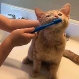 Котики°^°... Мур