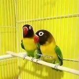 🦜کسب وکارخانگی🦜 رویان پاروت،پرورش طوطیسانان