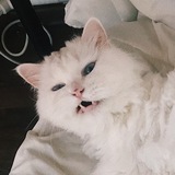 Кисун