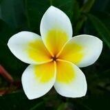 حقيبة السعادة 🌿🌸