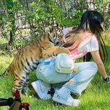 Harimau