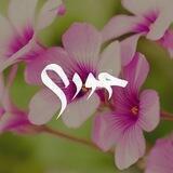 حوری