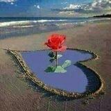 🌷ورود في تربة مالحة🌷