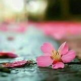 ڪتاباتـْـْْـْْْـْْْْـْْْْْـْْْْـْْْـْْـْي↜🌸