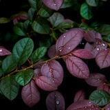 آوای بߺߺߺߺ🌧ߺߺߺاران💞