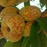 🌳🌳نهالستان حاج سلیمان سعیدیان🍒🍒