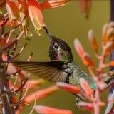 Kolibri